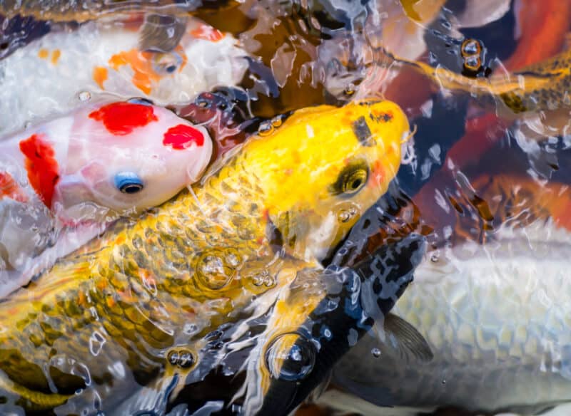 The Best Species to Raise for Backyard Fish Farming