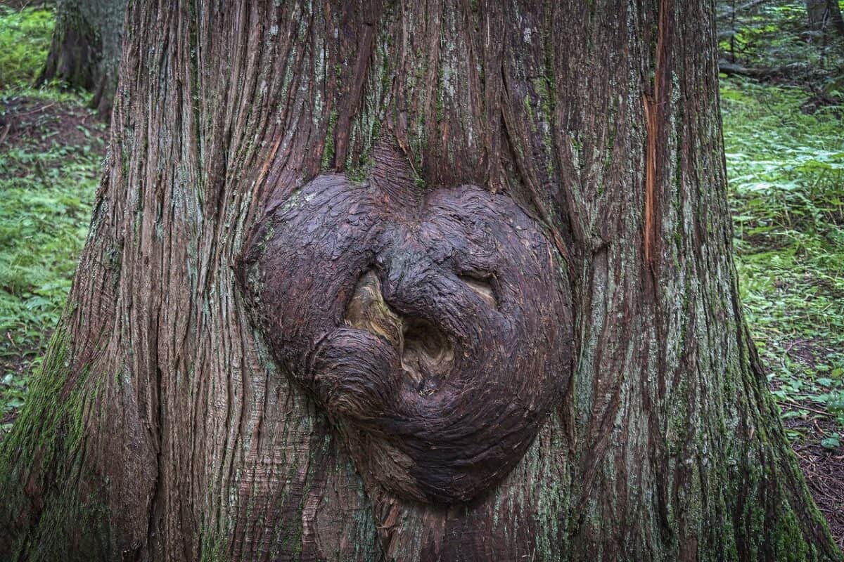 A Definitive Guide to Identifying Tree Burls and Galls