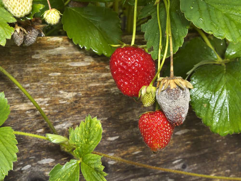 Fruit Rotti Sprouts How to Treat and Prevent Botrytis Fruit Rot in Strawberries