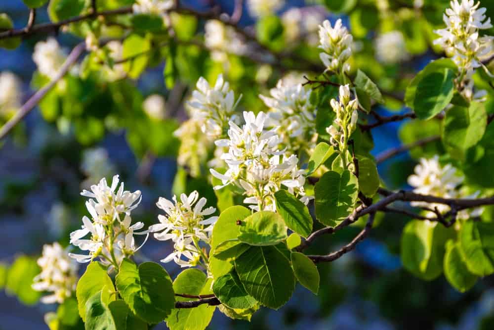 Serviceberry Plant Ripe Your Foolproof Guide to Growing Delicious Serviceberries