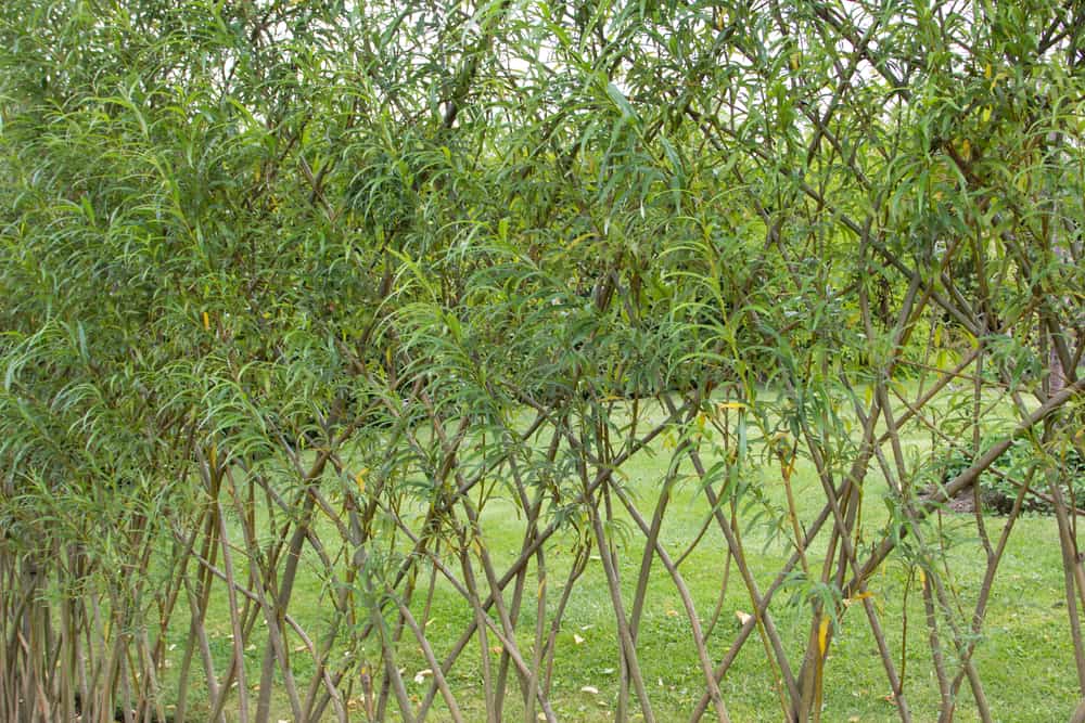 Fedge How to Create a Fedge: A Fence Made Out of Hedges