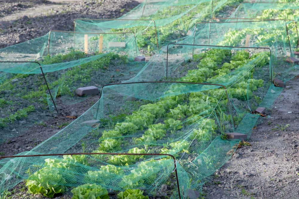 6 Clever Methods to Protect Berries From Birds