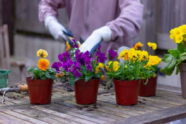 Everything You Need to Know About Growing Gorgeous Violets