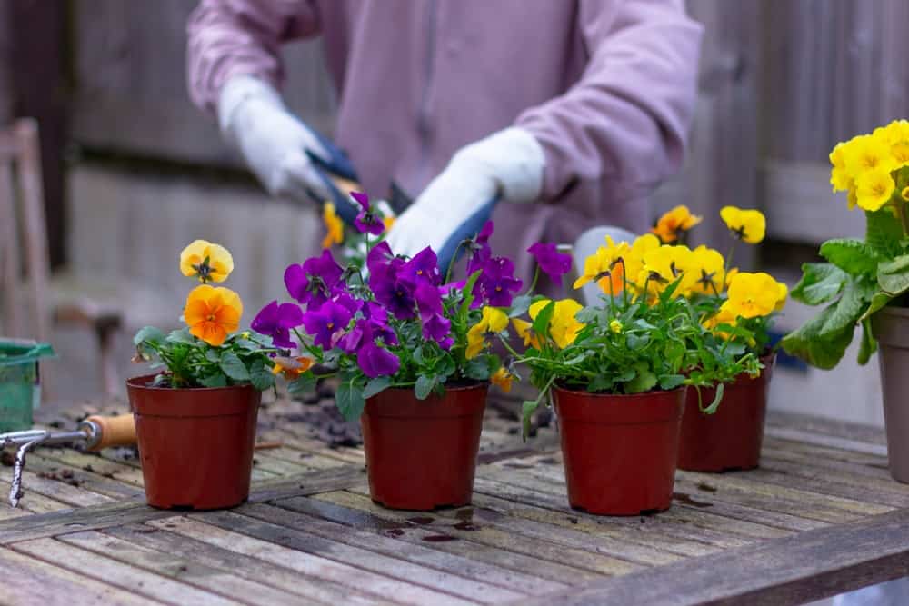 Violet Planting Everything You Need to Know About Growing Gorgeous Violets