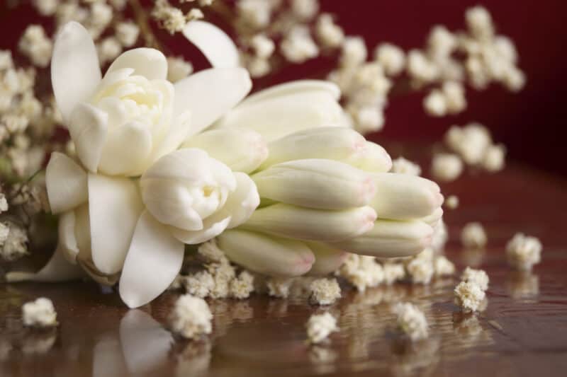 How to Grow Tuberoses in Your Garden for Floral Fragrance and Color