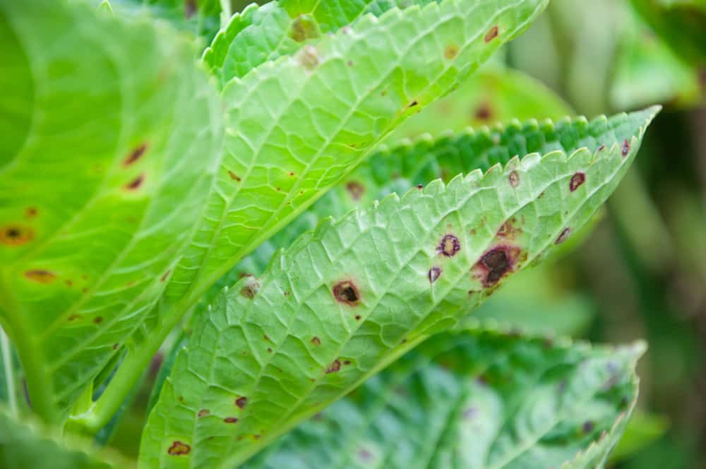 9 Hydrangea Diseases and How to Treat or Prevent Them