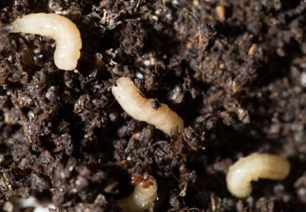 How To Identify Seedcorn Maggots and What To Do About Them